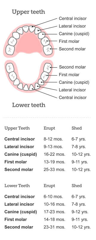 baby teeth eruption chart