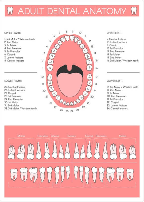 When Do Baby Teeth Come In? All You Ever Wanted to Know